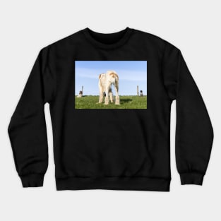 Italian Spinone dog training in progress Crewneck Sweatshirt